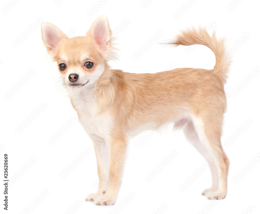 young chihuahua dog isolated on white