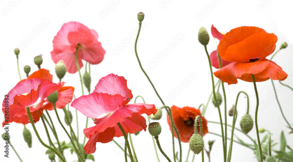 Naklejka premium coquelicots