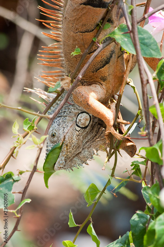 Wallpaper Mural Iguana comiendo hojas colgada de una rama Torontodigital.ca