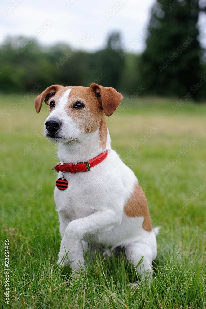 Parson Jack Russell Terrier offering his paw Parson Jack Russell Terrier offering his paw