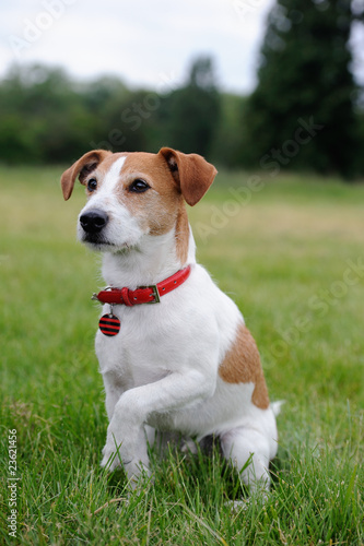 Fototapeta Naklejka Na Ścianę i Meble -  Parson Jack Russell Terrier offering his paw