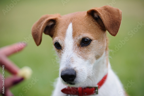 Portrait of Parson Jack Russell Terrier transfixed by a treat © photomic