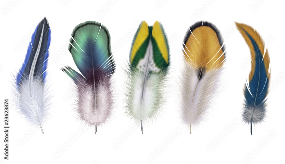 Obraz premium 五根羽毛