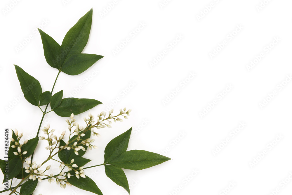 Fototapeta premium 南天の葉と花 日本