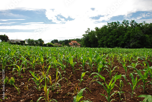 campo di mais
