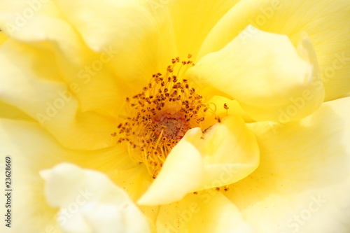 Wallpaper Mural Sommerblume Torontodigital.ca