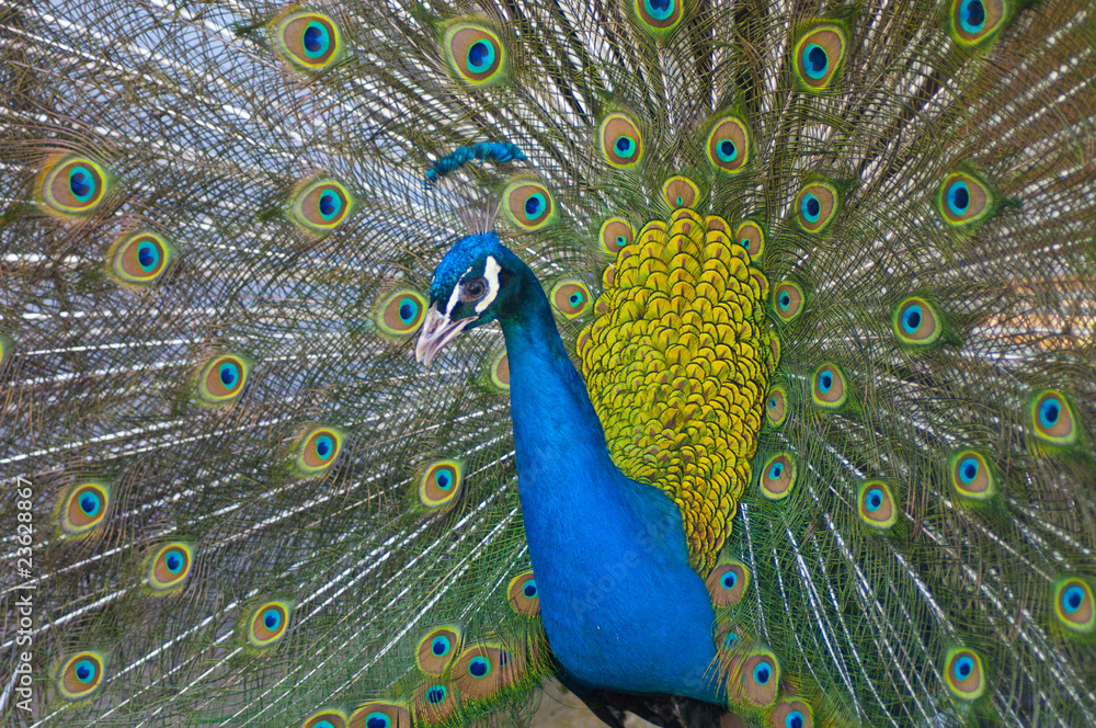 Fototapeta premium Peacock