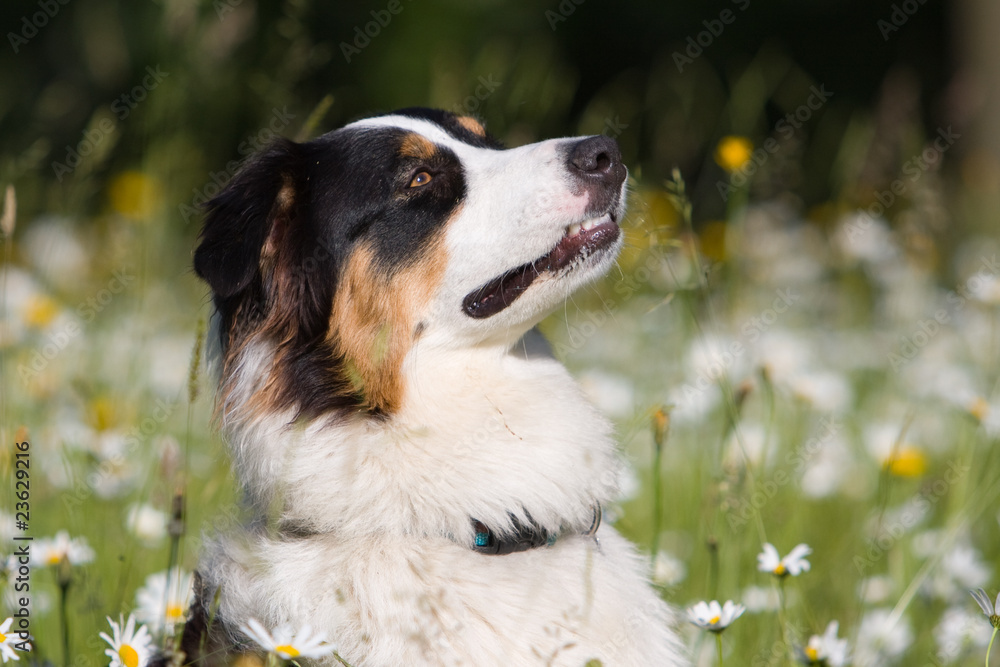 australian shepherd