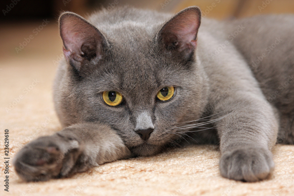 British blue cat on the carpet