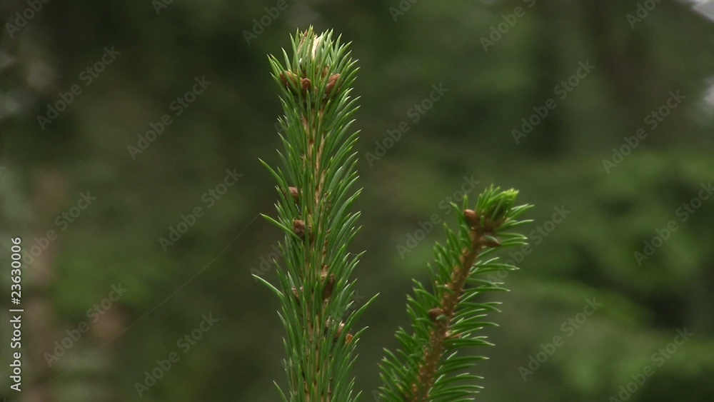 Fir branch Fir branch