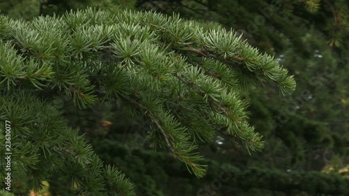 Fir branch