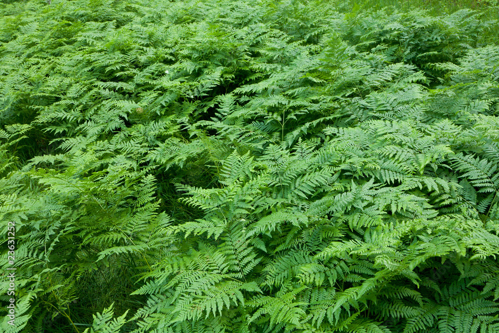 Floral background with Western Brackenfern Floral background with Western Brackenfern