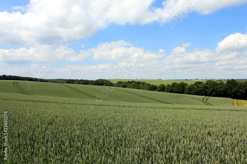 corn field and cloudy blue sky