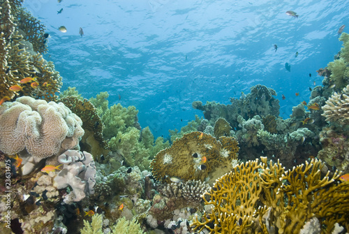 Fototapeta Naklejka Na Ścianę i Meble -  A colorful  and vibrant tropical reef scene.