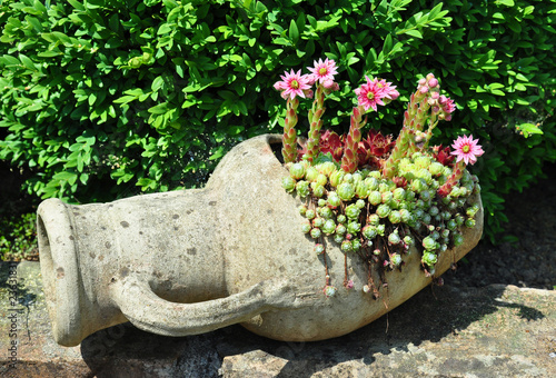 Hauswurz mit Blüten (Sempervivum)