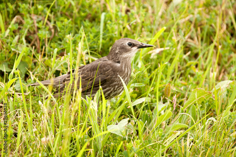 young starling looking up from scavenging young starling looking up from scavenging