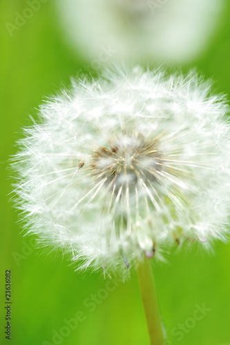 dandelions