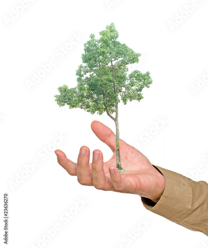 Tree in palm as a symbol of nature protection
