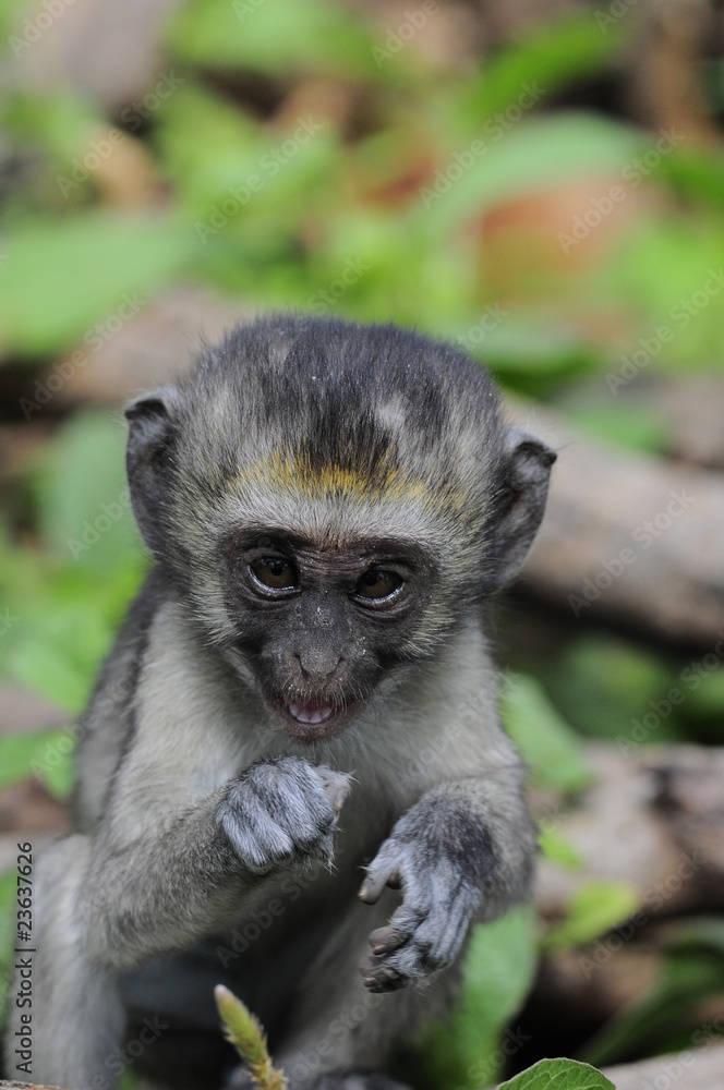 Vervet monkey (Cercopithecus aethiops) at lake Nakuru, Kenya Vervet monkey (Cercopithecus aethiops) at lake Nakuru, Kenya