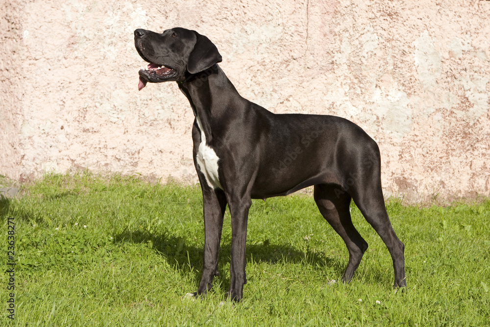 Great Dane black