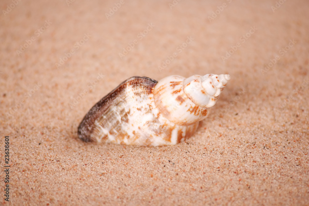 shell in  the sand