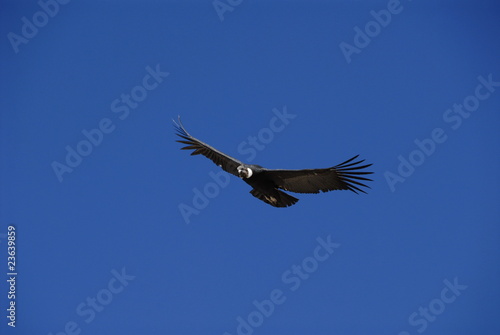 Condor flying over Colca canyon  near Arequipa