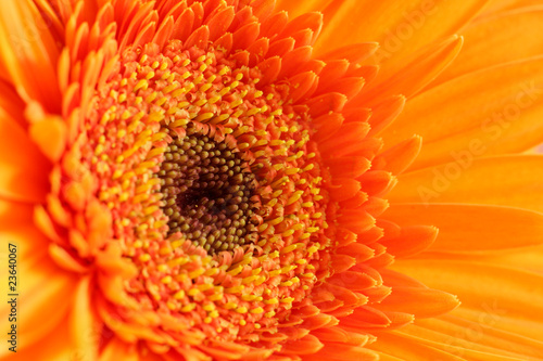 Orange gerbera