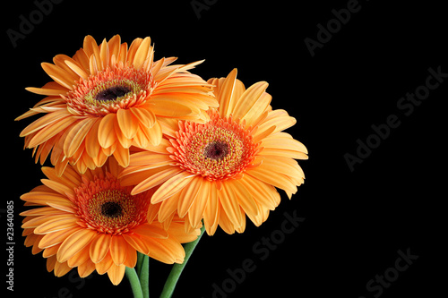 Three orange gerbera flowers