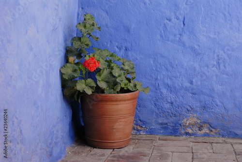 Flower pot, Monasterio de Santa Catalina, Arequipa,Peru © Tomaz Kunst