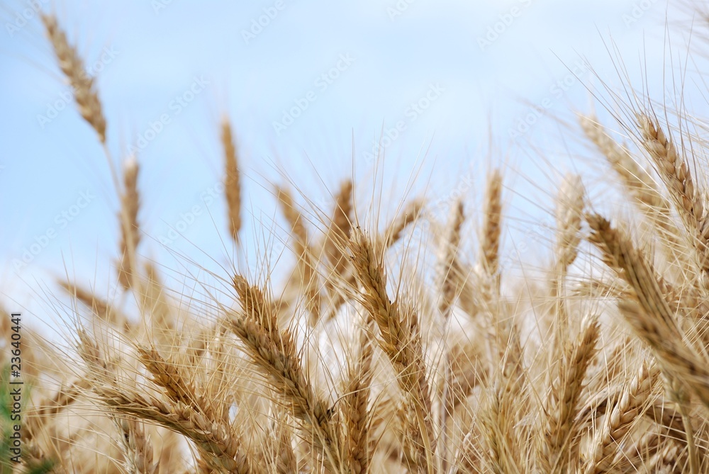 Fototapeta premium grano