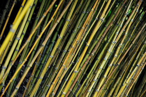 Obraz na płótnie Bamboo jungle - Monte Palace botanical garden, Monte, Madeira