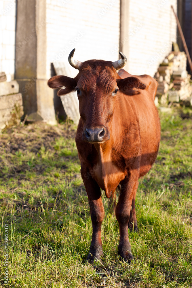 brown cow brown cow