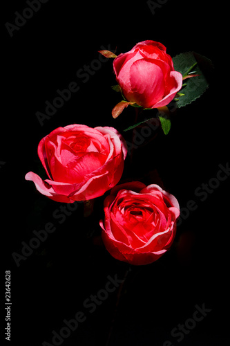 Fototapeta Naklejka Na Ścianę i Meble -  Three roses