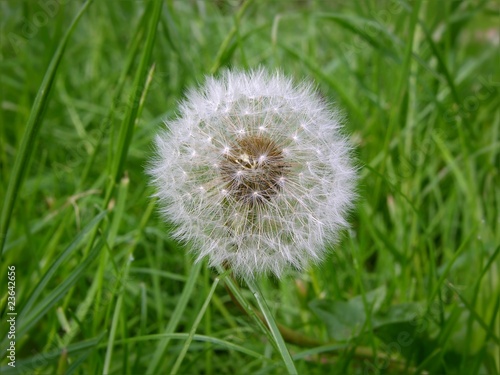 Pusteblume - Löwenzahn © fefufoto