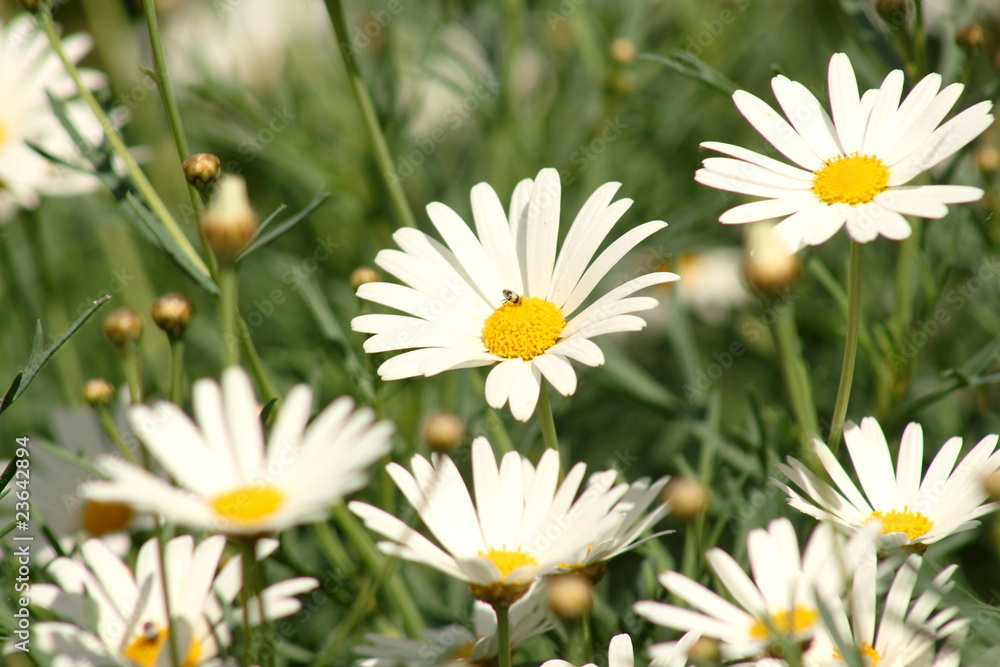 Fototapeta premium Fresh Daisies in the spring