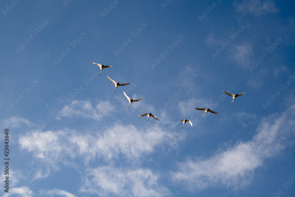 Swans in flight Swans in flight
