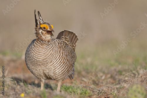 Wall Mural Lesser Prairie Chicken 32