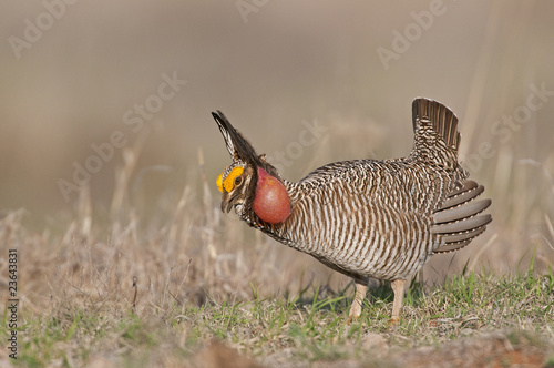 Lesser Prairie Chicken 27 photo