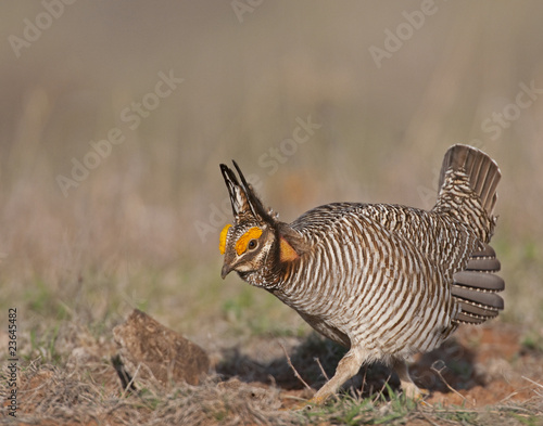 Canvas Print Lesser Prairie Chicken 22