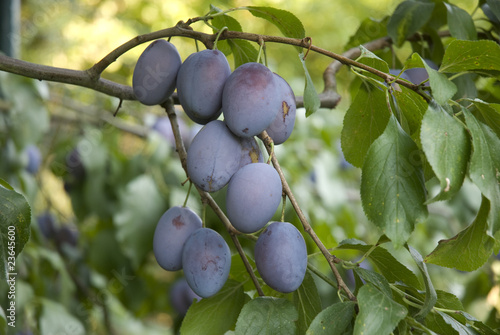 Pflaumen, Prunus domestica, Rosaceae photo