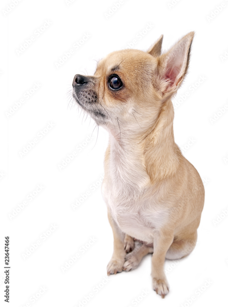 chihuahua in profile isolated
