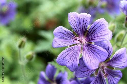 Fototapeta Naklejka Na Ścianę i Meble -  Geranien, Tropfen.
