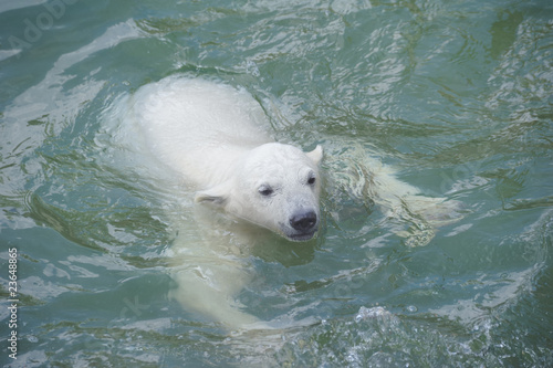 Little polar bear swimming