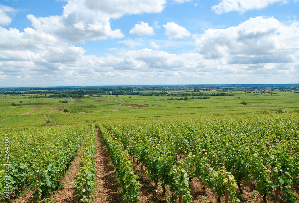 Vineyards of Burgundy