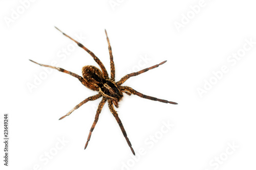 House spider - isolated