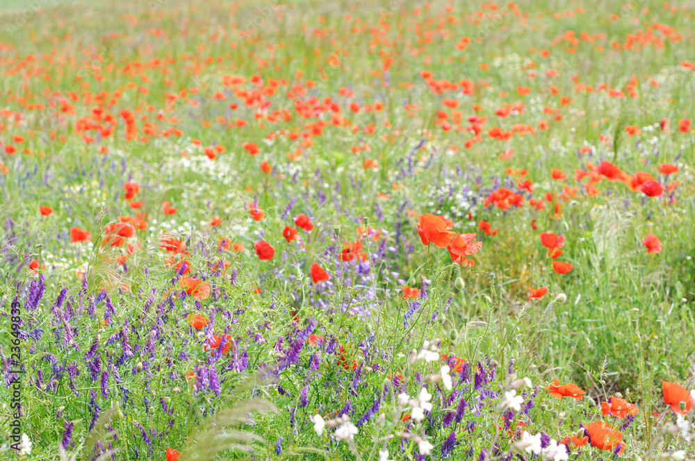 Fototapeta premium Wiese im Sommer