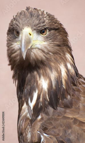 british sea eagle face and body