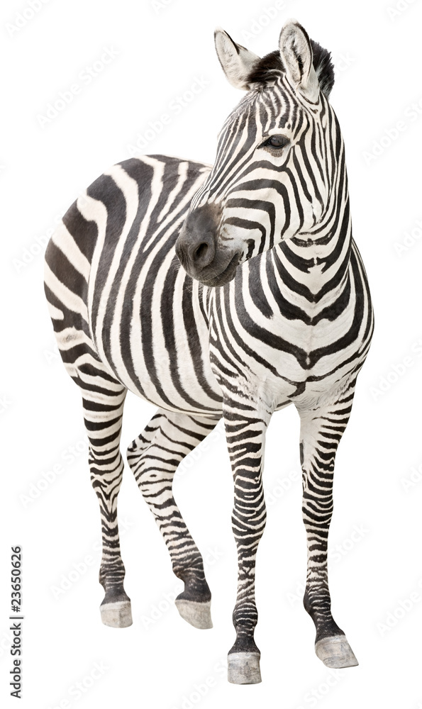 Zebra pregnant front view looking cutout - obrazy, fototapety, plakaty 