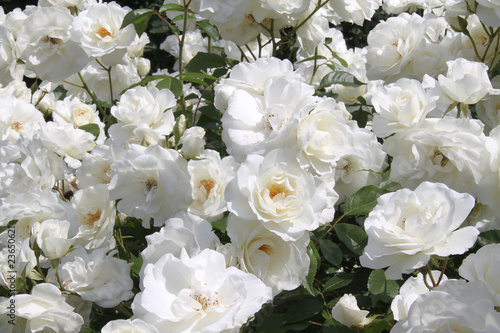 Roses blanches