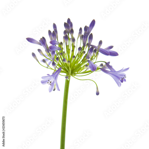 фотографія African lily; Agapanthus africanus; isolated;